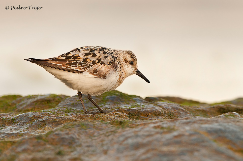 Correlimos tridáctilo (Calidris alba)